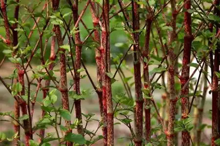 Can Polygonum Cuspidatum Extract Improve Energy & Vitality?